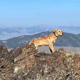 Golden Retrievers from Gunsight Goldens