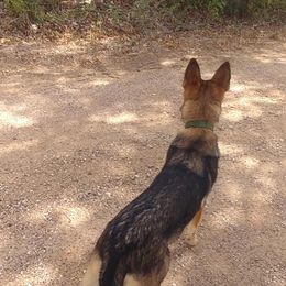 "Emma noticing cattle in the pasture" German Shepherd Puppies from Juanita's German Shepherd Dogs
