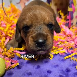 River-wirehair - Red male Dachshund puppy in Blair, Oklahoma from North Fork Doxies-Okla