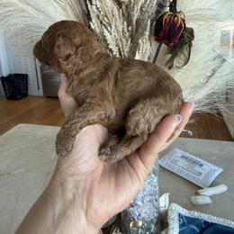 Alicia - Red  female Poodle puppy in Hernando Beach, Florida from Minipupps