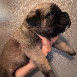 Fawn 1- Orange Collar - Fawn male Cane Corso puppy in Compton, California from Urban League Cane Corso