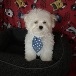 Biewer Terrier, Maltese, Maltipoo, and Poodle Puppies from Maltipoo Tiny Pups
