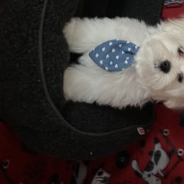 Biewer Terrier, Maltese, Maltipoo, and Poodle Puppies from Maltipoo Tiny Pups