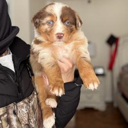 Cindy Lou - Red merle female Australian Shepherd puppy in Tyner, Kentucky from Lil’ Town Aussies