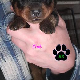 Pink - Black and mahogany female Rottweiler puppy in Tangent, Oregon from Raya's Royals