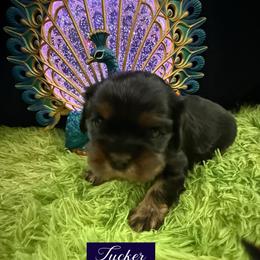 Tucker - Black and tan male Cavalier King Charles Spaniel puppy in Broken Arrow, Oklahoma from Cavalier King Charles Heartland
