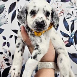 Lava Lamp - White and black female Dalmatian puppy in Gray, Georgia from Fuller Spots