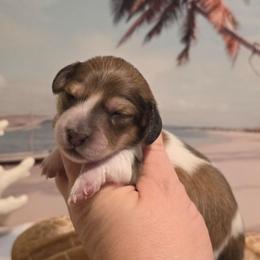 Girl 2 - Cream female Dachshund puppy in Romney, Indiana from Brown's Valley Dachshunds