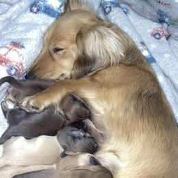 Lily - Dachshund