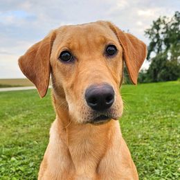 Labrador Retrievers from MNJ Labradors