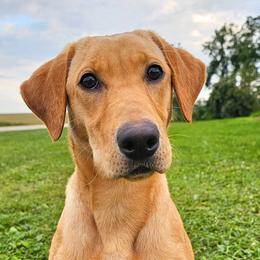 Labrador Retrievers from MNJ Labradors