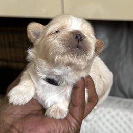 Maltese, Pomeranian, Shih Tzu, and Yorkshire Terrier Puppies from Gibbs Gorgeous Paws LLC