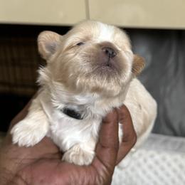 Maltese, Pomeranian, Shih Tzu, and Yorkshire Terrier Puppies from Gibbs Gorgeous Paws LLC