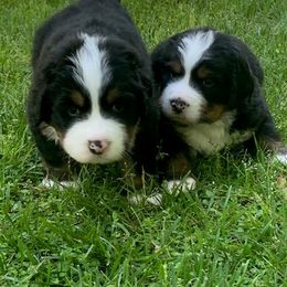 Bernese Mountain Dog Puppies from Bernese Mountain Dogs Pups European Bloodlines