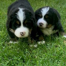 Bernese Mountain Dog Puppies from Bernese Mountain Dogs Pups European Bloodlines