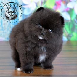 Storm - Black female Pomeranian puppy in Fultonville, New York from Sandy Aussies & Pomeranians