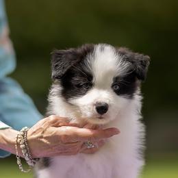 Walton - Black and white male Border Collie puppy in New Market, Alabama from Kensington Border Collies
