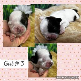 Macy - Black and white female Shih Tzu puppy in Claremont, California from Lovable Shih Tzus