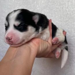 Joy - Black and white female Pomsky puppy in Mc Minnville, Oregon from West Coast Pomskies