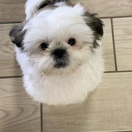 Shih Tzu Puppies from Willow Lane Shih Tzus