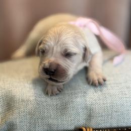 Miss Pink - Light golden female Golden Retriever puppy in Patterson, California from Trusted Valley Retrievers