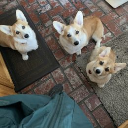 Pembroke Welsh Corgi Puppies from Silver Springs Corgis