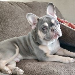 Ole - French Bulldog