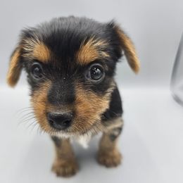Big girl - Black and tan female Yorkshire Terrier puppy in Greer, South Carolina from Mischief Managed Farm