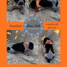 Panther - Blue ticked and tan male Bluetick Coonhound puppy in Richfield Springs, New York from Blue Hill Blueticks