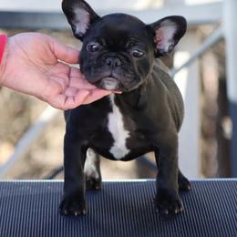 Peppa - Brindle female French Bulldog puppy in Pueblo, Colorado from Double B Bulldogs