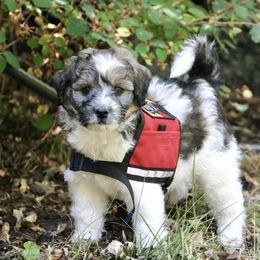 Bernedoodle, Bordoodle, and Poodle Puppies from Pacific Northwest Doodles