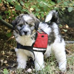 Bernedoodle, Bordoodle, and Poodle Puppies from Pacific Northwest Doodles
