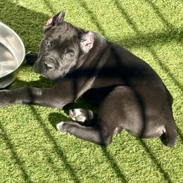 Orange - Black male Cane Corso puppy in Mc Ewen, Tennessee from Worldwide Kennels