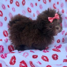 Miss Jade - Chocolate female Shih Tzu puppy in Palm Coast, Florida from Fiesta Pups