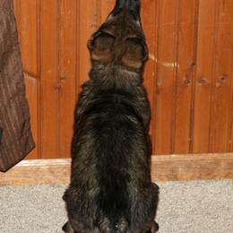 German Shepherd Puppies from Von der Mueller-Hof