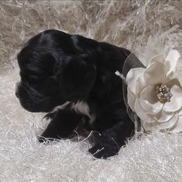 SHILOH - Black male Cocker Spaniel puppy in Byram, Mississippi from Chloe's Cocker Spaniels