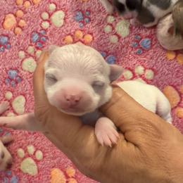 White and cream female - White female Chihuahua puppy in Summerfield, Florida from Uey’s Chihuahuas