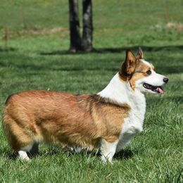 Ruby - Pembroke Welsh Corgi