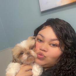 Buttercup - Liver and white female Shih Tzu puppy in Chicago, Illinois from Casa de Santiago