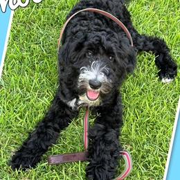 Aussiedoodle All Grown Up from Pawsitively Doodles