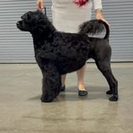 Portuguese Water Dog puppies from Water's Edge Portuguese Water Dogs