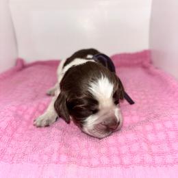 Purple - Liver white and roan female English Springer Spaniel puppy in Lincoln, Texas from LeeCo. Springers