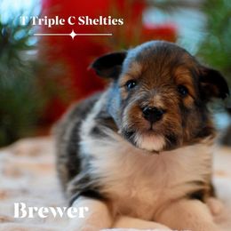 Brewer - Sable and white male Shetland Sheepdog puppy in Gladbrook, Iowa from T Triple C Shelties