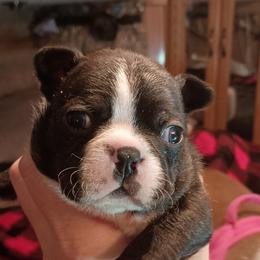 Boston Terrier and French Bulldog Puppies from Reds Studio