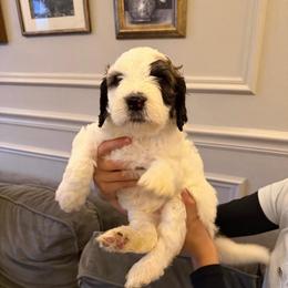 Luna - Black and white female Saint Berdoodle puppy in Newcastle, California from Darling Saint Berdoodles