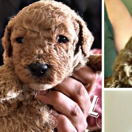 Goldendoodles from Jenny’s doodles