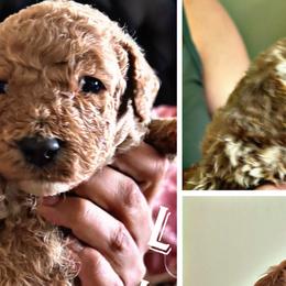 Goldendoodles from Jenny’s doodles