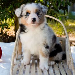 Blitzen - Blue merle female Australian Shepherd puppy in Victoria, Texas from Silvermist Australian Shepherds