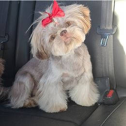 Ruby - Shih Tzu