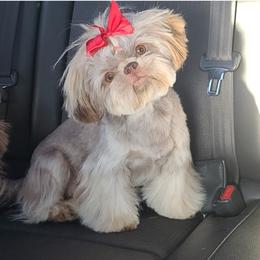 Ruby - Shih Tzu